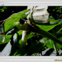 참개암나무 : 추풍