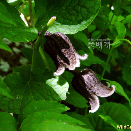 검종덩굴(Clematis fusca Turcz.) : 몽블랑