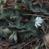새끼노루귀(Hepatica insularis Nakai) : kplant1