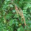 애기등(Wisteriopsis japonica (Siebold & Zucc.) J.Compton & Schrire) : kplant1