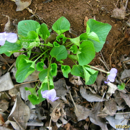 넓은잎제비꽃(Viola mirabilis L.) : kplant1