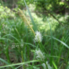 개찌버리사초(Carex japonica Thunb.) : 별꽃