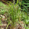 골사초(Carex aphanolepis Franch. & Sav.) : 도리뫼