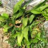 만년청(Rohdea japonica (Thunb.) Roth) : 들국화