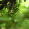 차걸이란(Oberonia japonica (Maxim.) Makino) : 벼루