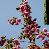 꽃벚나무(Prunus serrulata var. sontagiae Nakai) : 능선따라
