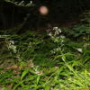 민둥갈퀴(Galium kinuta Nakai & Hara) : habal