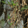 털대사초(Carex ciliato-marginata Nakai) : 무심거사