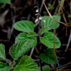 떡잎골무꽃(Scutellaria indica L. var. tsusimensis (H.Hara) Ohwi) : 통통배