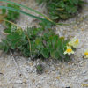 해란초(Linaria japonica Miq.) : habal