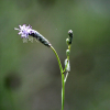 자주가는오이풀(Sanguisorba tenuiflora var. purpurea Trautv. & Mey.) : 벼루