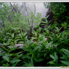 선백미꽃(Cynanchum inamoenum (Maxim.) Loes. ex Gilg & Loes.) : 산들꽃