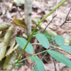 산새콩(Lathyrus vaniotii H.L?v.) : 통통배