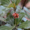 새덕이(Neolitsea aciculata (Blume) Koidz.) : 봄까치꽃