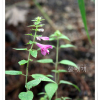 알며느리밥풀(Melampyrum roseum var. ovalifolium Nakai ex Beauverd) : 추풍