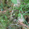 가는잎개별꽃(Pseudostellaria sylvatica (Maxim.) Pax ex Pax & Hoffm.) : 산들꽃