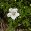 검은딸기(Rubus croceacanthus H.Lev.) : 통통배