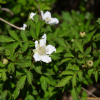 검은딸기(Rubus croceacanthus H.Lev.) : 통통배