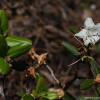 섬진달래(Rhododendron keiskei Miq. var. hypoglaucum Suto & Suzuk) : 통통배