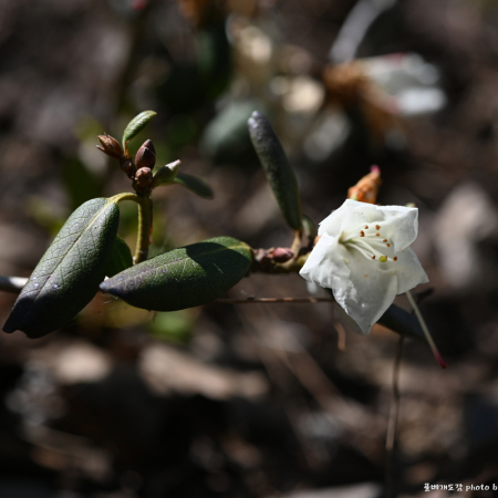 섬진달래(Rhododendron keiskei Miq. var. hypoglaucum Suto & Suzuk) : 통통배