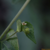 깨풀(Acalypha australis L.) : 설뫼*