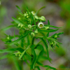 주걱개망초(Erigeron strigosus Muhl. ex Willd.) : 무심거사