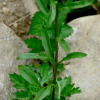 주걱개망초(Erigeron strigosus Muhl. ex Willd.) : 무심거사