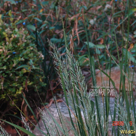 실새풀(Calamagrostis arundinacea (L.) Roth) : 현촌