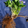 넓은잎제비꽃(Viola mirabilis L.) : 카르마