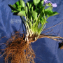 넓은잎제비꽃 : kplant1