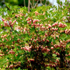 등대꽃(Enkioanthus campanulatus Nicholson) : 꽃사랑