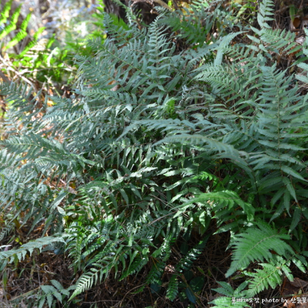 꼬리족제비고사리(Dryopteris formosana (Christ) C.Chr.) : 산들꽃