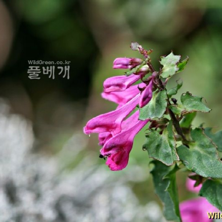 알며느리밥풀(Melampyrum roseum var. ovalifolium Nakai ex Beauverd) : 풀잎사랑