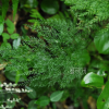 선바위고사리(Onychium japonicum (Thunb.) Kunze) : 통통배