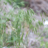 참새귀리(Bromus japonicus Thunb.) : 塞翁之馬
