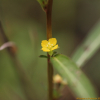 여뀌바늘(Ludwigia epilobioides Maxim.) : 추풍
