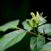 각시괴불나무(Lonicera chrysantha Turcz.) : 도리뫼