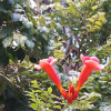 미국능소화(Campsis radicans) : 꽃사랑