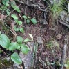 바위솜나물(Tephroseris phaeantha (Nakai) C.Jeffrey & Y.L.Chen) : 도리뫼
