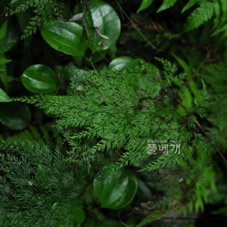 선바위고사리(Onychium japonicum (Thunb.) Kunze) : 통통배