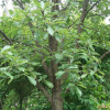 갈참나무(Quercus aliena Blume) : 봄까치꽃