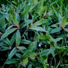 지리대사초(Carex okamotoi Ohwi) : Hanultari