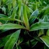 지리대사초(Carex okamotoi Ohwi) : Hanultari