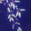 애기가래(Potamogeton octandrus Poir.) : 노루발