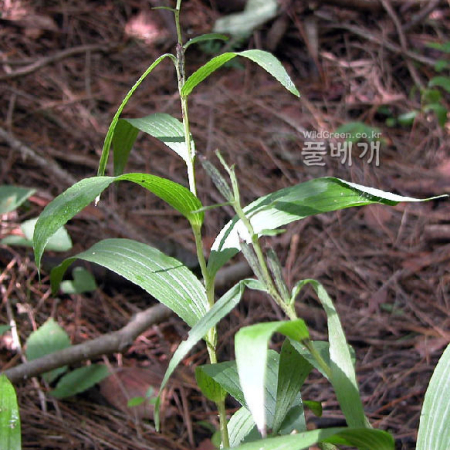은난초(Cephalanthera erecta (Thunb. ex Murray) Blume) : habal