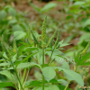 단풍잎돼지풀(Ambrosia trifida L.) : 설뫼*