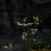 흰꽃광대나물(Lagopsis supina (Stephan) Ikonn.-Gal. ex Knorring) : 통통배