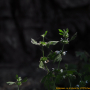흰꽃광대나물 : 고마리