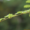 갯대추나무(Paliurus ramosissimus (Lour.) Poir.) : 무심거사