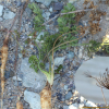 갯당근(Daucus littoralis Sm.) : 바지랑대